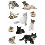 HERMA Sticker, Katzenfotos
